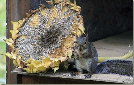 sunflower squirrel3