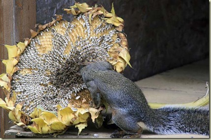 sunflower squirrel6