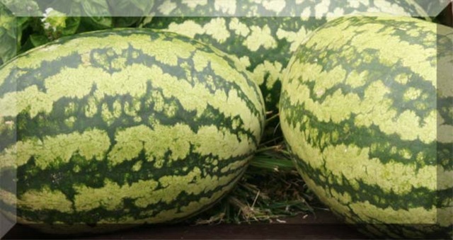 [watermelon blk[3].jpg]