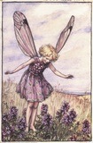 the wild thyme fairy