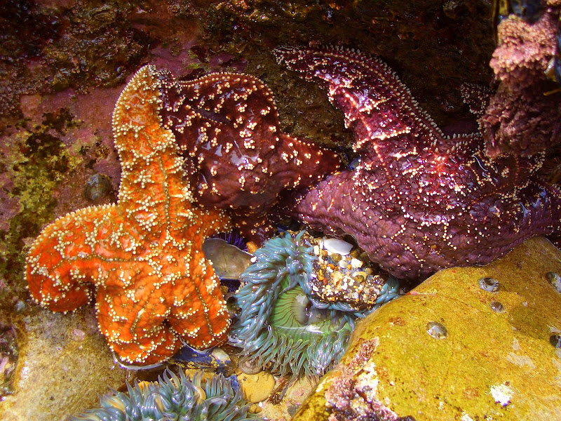 Forum Image: http://lh6.ggpht.com/_SdF0uuk3iUc/RiIy8vGJ0lI/AAAAAAAAAGk/LtILl1atC38/s800/CIMG3217.JPG