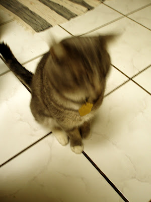 Forum Image: http://lh6.ggpht.com/_SdF0uuk3iUc/ScP_sM3S_II/AAAAAAAAB18/LiBtlkP5bJA/s400/P3190363.JPG