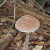 Unknown Bolete mushroom