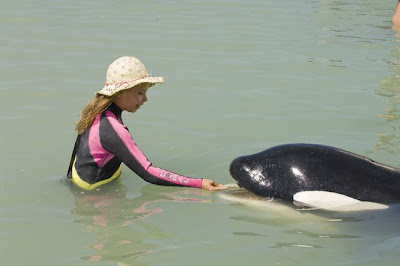 free willy escape from pirate's cove