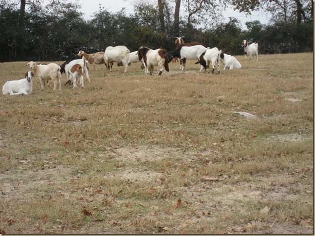 goats 011