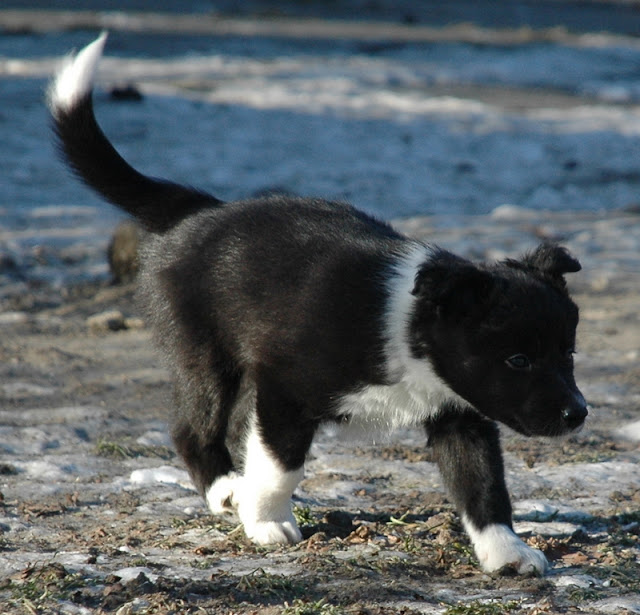DSC_1523.JPG