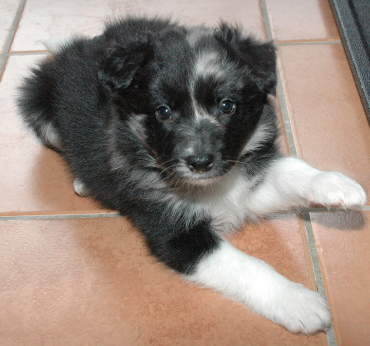 Chili_Puppies%20072.JPG