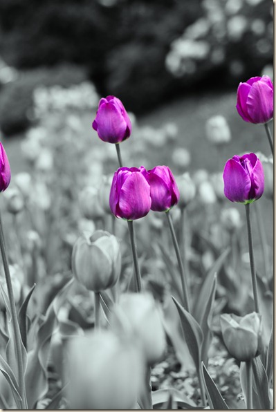 cluj-botanical-garden-tulips-1
