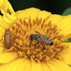 Honey bee and beetle