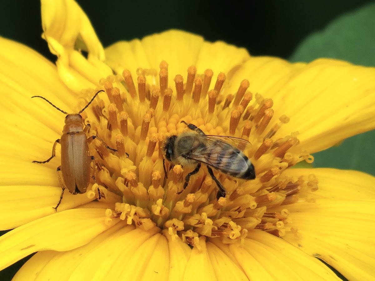 Honey bee and beetle