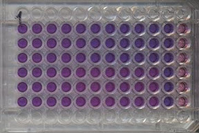 Activité métabolique mesurée par le test de réduction de la résazurine.