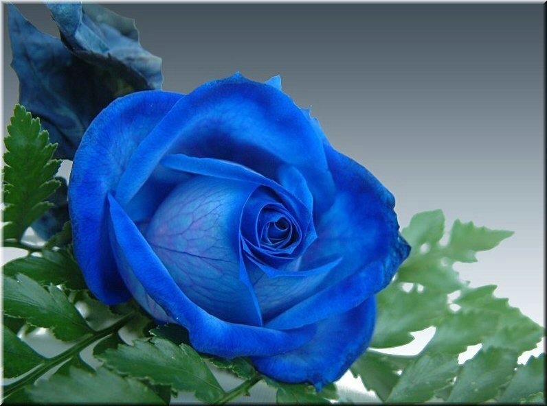 bluee.jpg