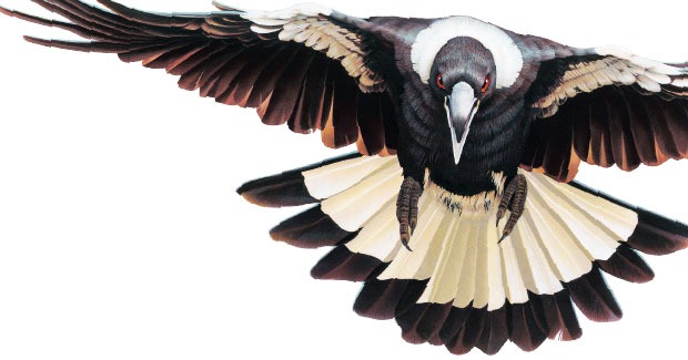 [magpie_crEgoGuiotto_main[3].jpg]