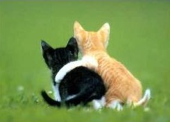 [CatsHugging[5].jpg]