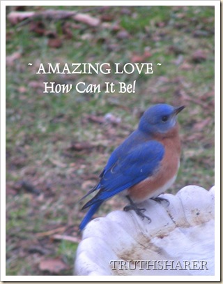 BlueBirdAMAZING LOVECU2 (2)