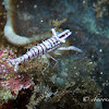 Crinoid Shrimp
