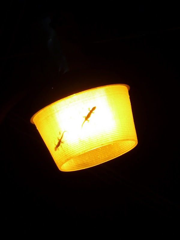 P1020149.JPG