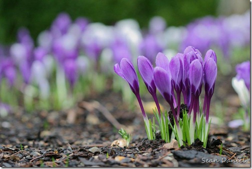 Purple Spring Burst