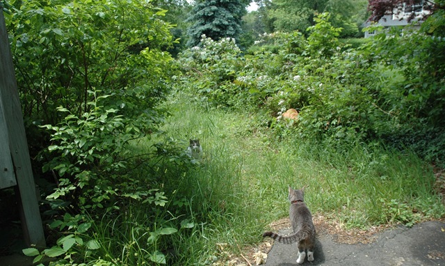 [Willie in the grass[4].jpg]