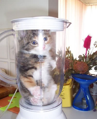 cat in a blender