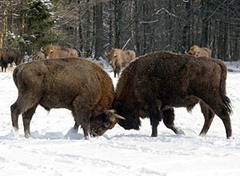 Bisões Americanos (Bison bison) Imagem: Associated Press
