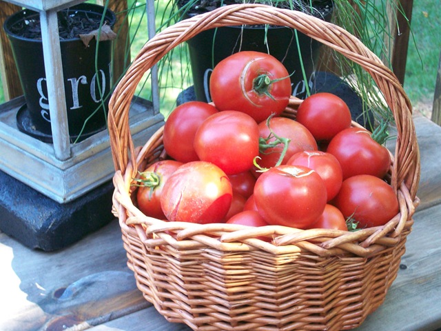 [TomatoesinOctober20100109.jpg]