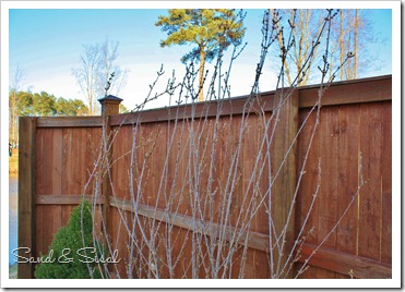 budding forsythia bush