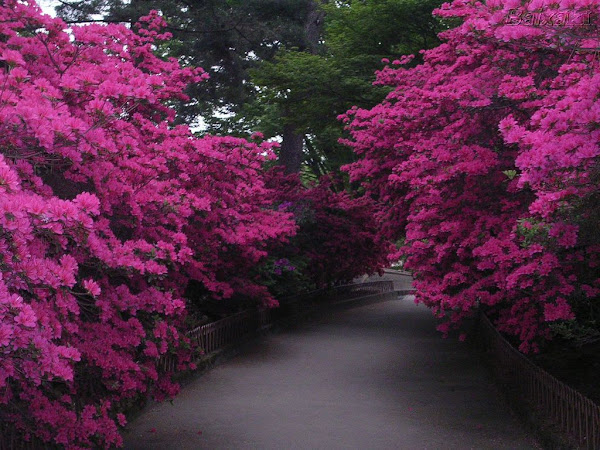 caminho%20das%20flores%20ruthhelena.jpg
