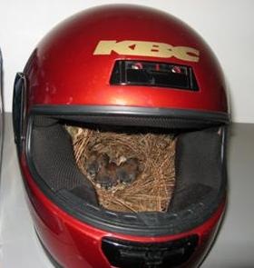 [helmet nest[3].jpg]