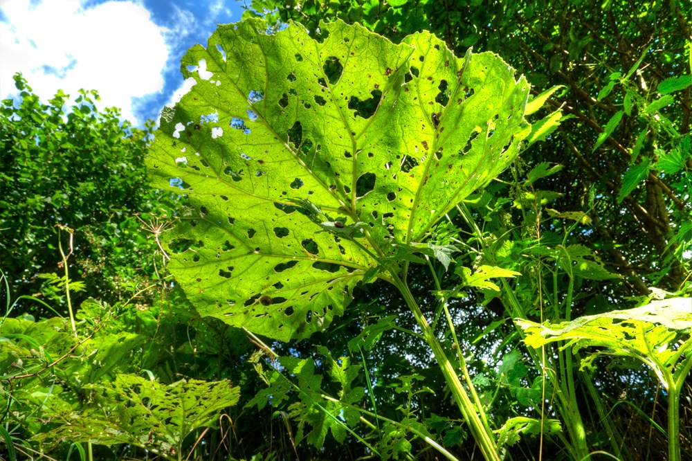 [underside of large leaf attacked by snails copy[4].jpg]
