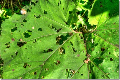 leaf attacked by snails copy