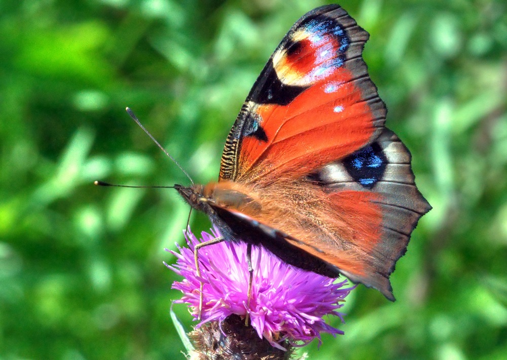 [peacock butterfly feeding 2 copy[5].jpg]