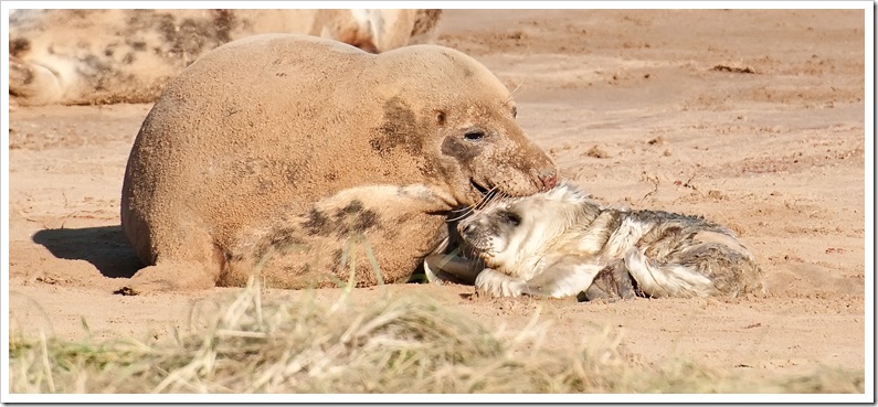 mother nuzzling newborn seal pup at donna nook