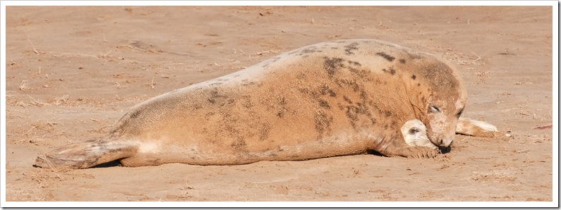 mother with newborn seal pup at donna nook