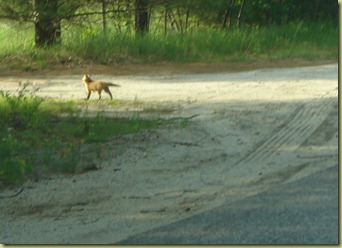 baby fox on Mayall road1