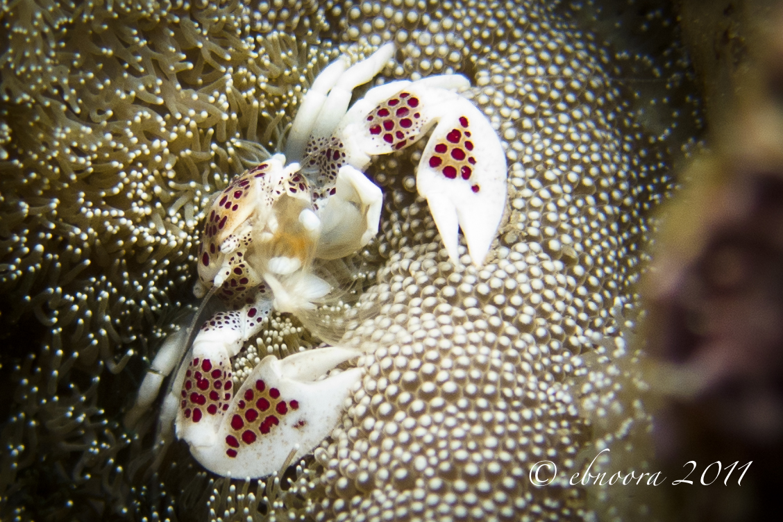 Porcelain Anemone Crab