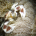 Porcelain Anemone Crab