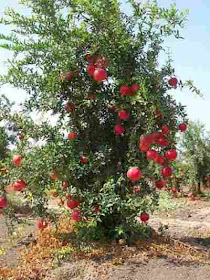 ‎اسماء صور‎ ‎اشجار الفاكهة