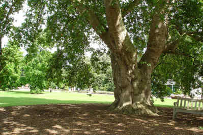 شجرة البلوط التركي