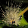 Fall webworm