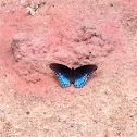 Red-spotted Purple