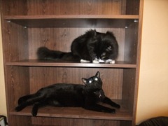 Bookshelf Cats