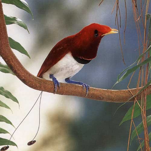 Il bruco e l'uccellino 2 nonnAnna