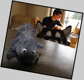 Noa and the Ikea mouse