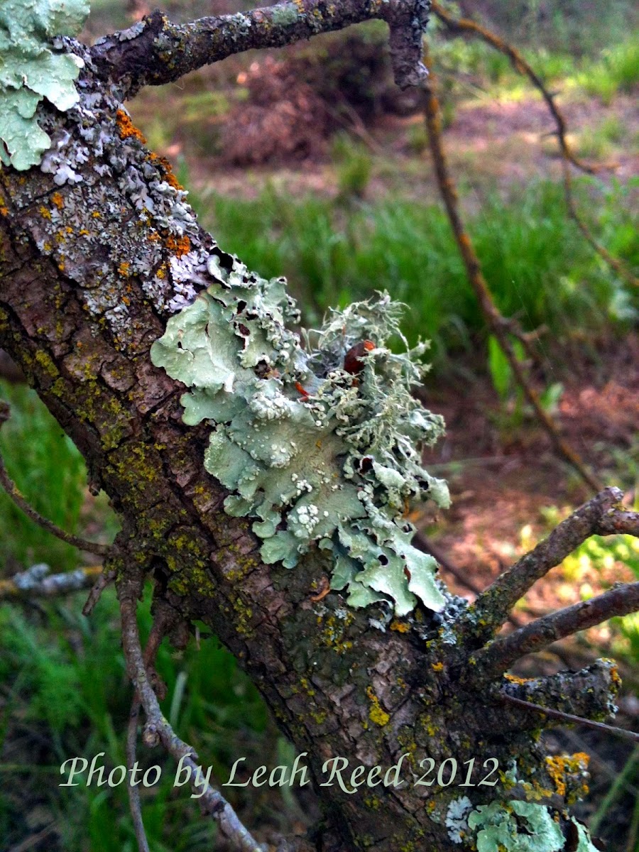 Lichen Cluster