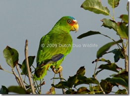 white-fronted-parrot