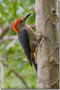 yucatan-woodpecker