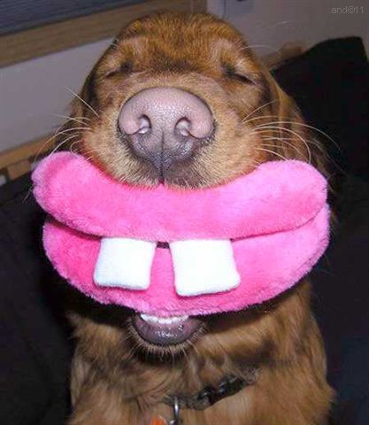 http://lh6.ggpht.com/_UTri2IteCmU/TS3LscV70fI/AAAAAAAAATk/-r1423W0Fbs/jumor11.jpg