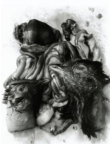 Frederick Sommer 