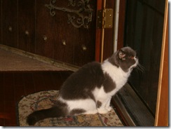 Gabi checking our crow on roof